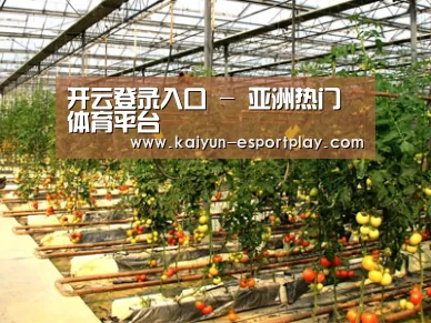 种植基地二(图1)